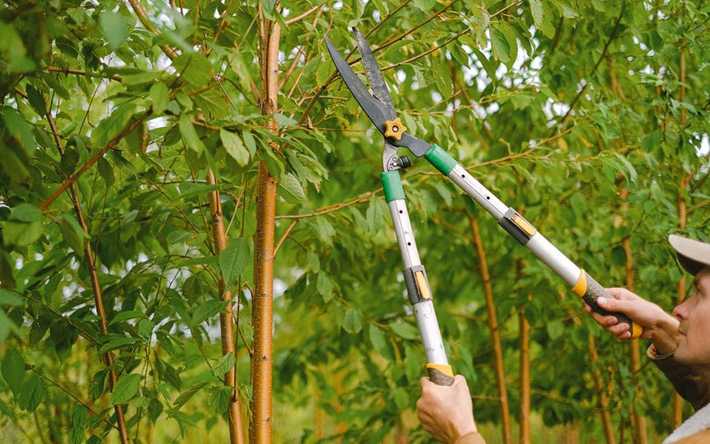Tree trimming in Tok, AK